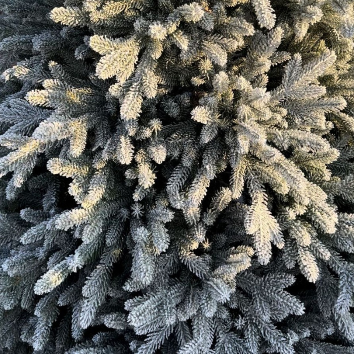 The full silhouette of the white velvet Christmas tree against a dark wall