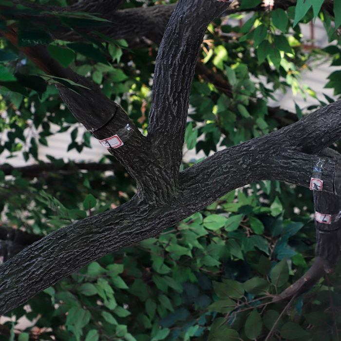 Close-up of the banyan leaves showing the glossy oval blades and deep green