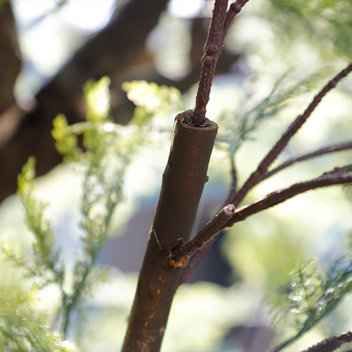 The natural wood trunk of the cypress tower with its bark grain visible