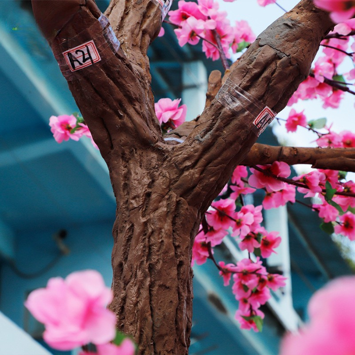 Close-up of the pink sakura flowers clustered along the fine branch tips