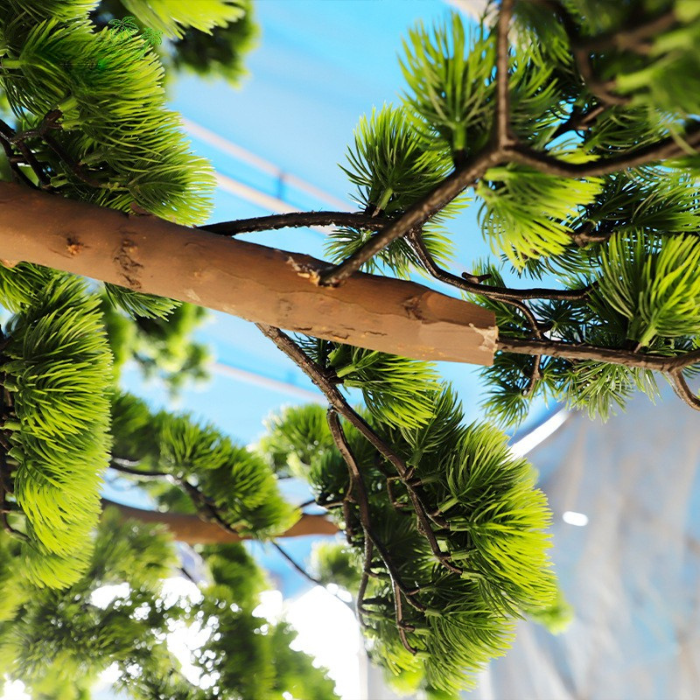 Close-up of the pine needles bunched into layered flat pads on each branch