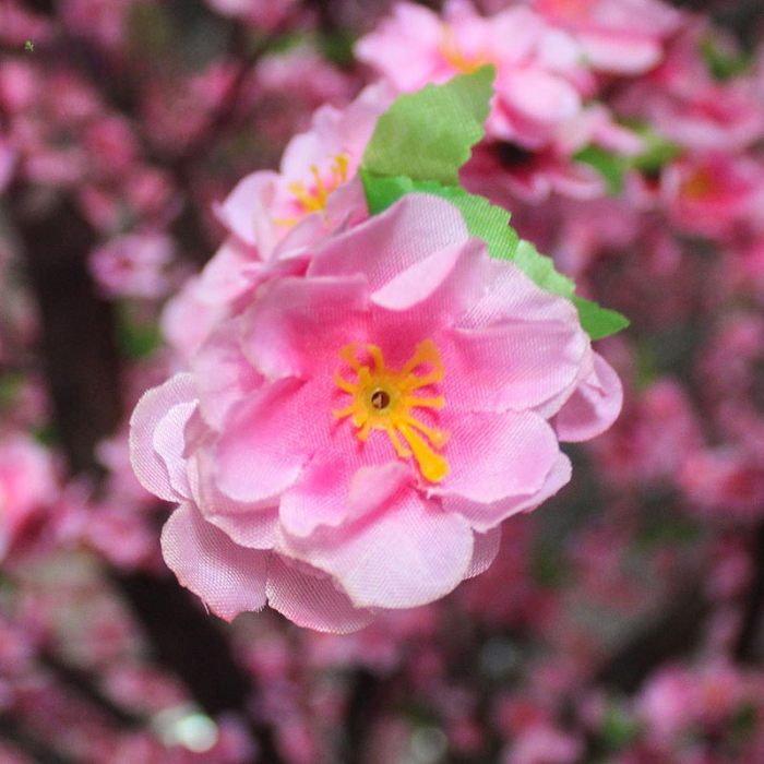 Close-up of the peach blossoms showing the soft petals and fine stamens