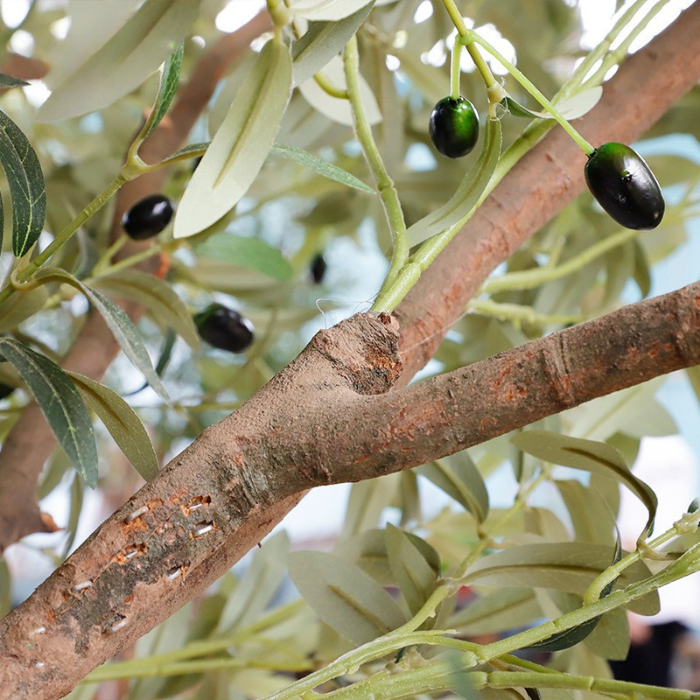 The 3m olive tree in a hotel lobby with its canopy spreading above the floor