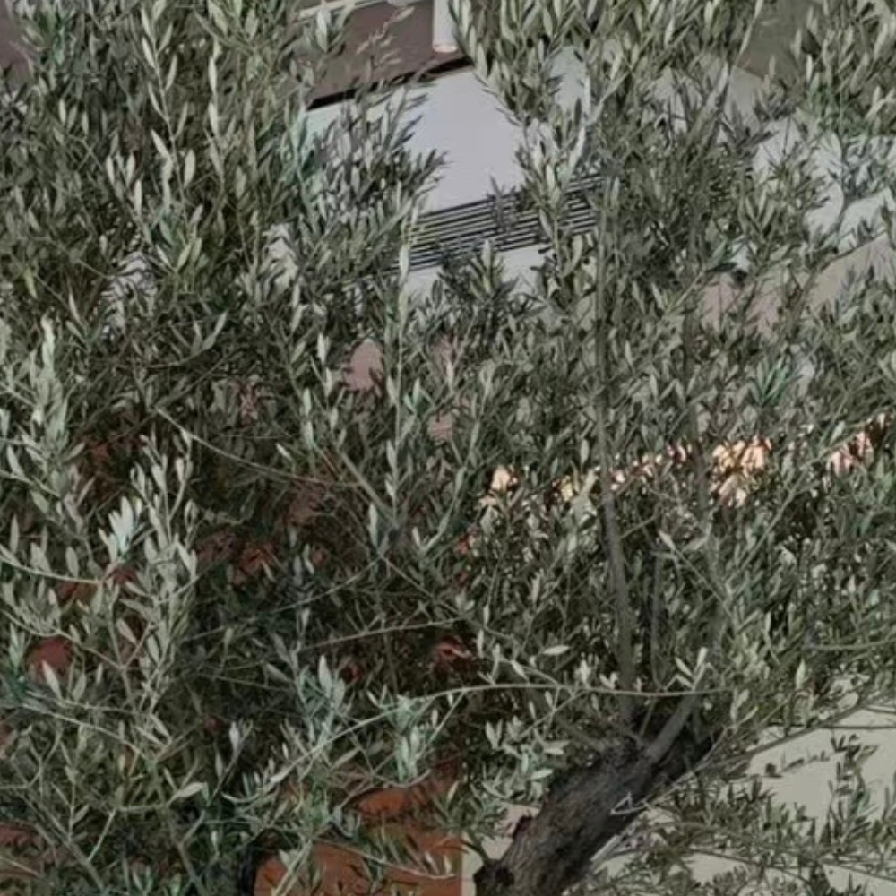 The 8ft olive tree in a cafe interior standing beside the window seating