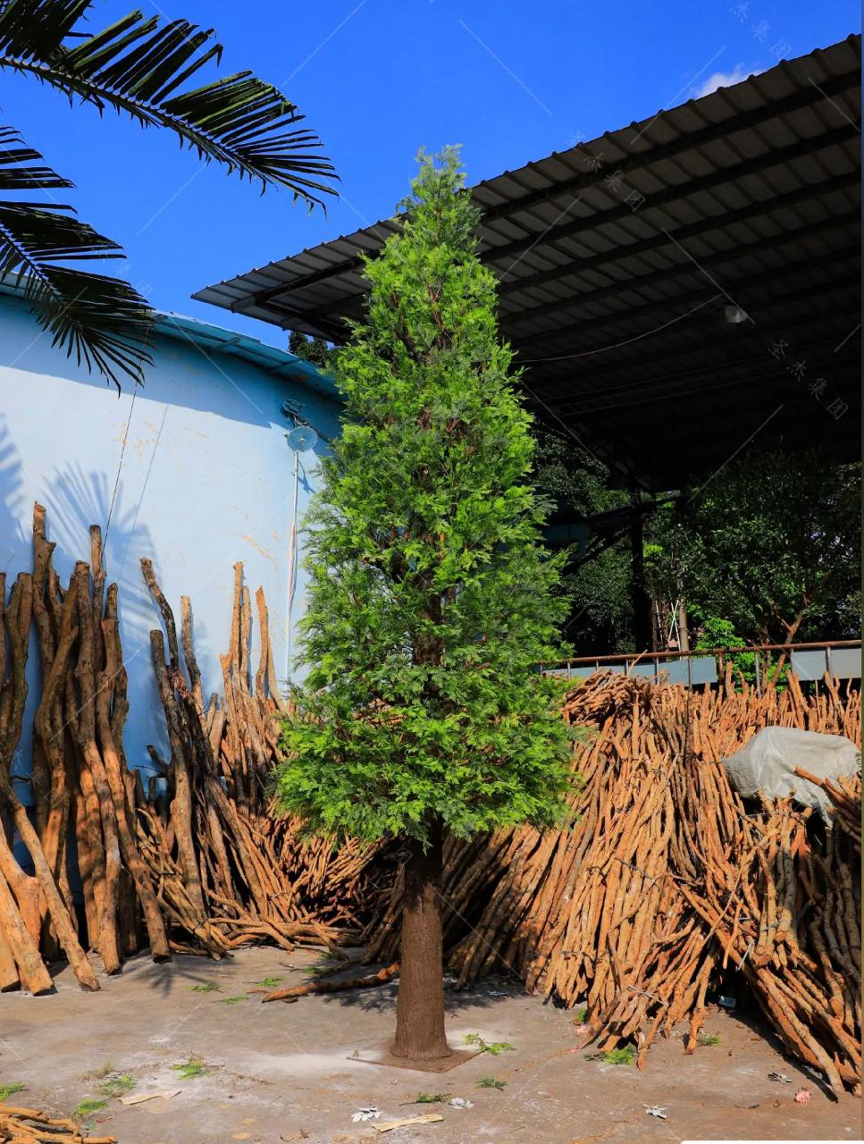 Close-up of the pine needles bunched thickly along each of the branch tips