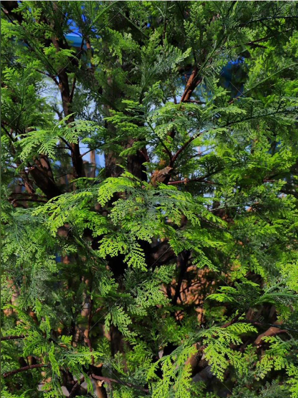 Base of the 14ft artificial pine where the trunk sets into its planter