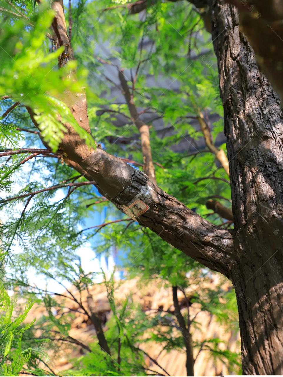 The 14ft pine standing indoors, branches reaching high above the floor