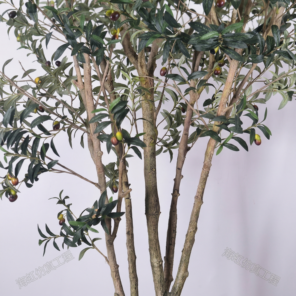 The olive tree shown beside a doorway, giving a sense of its 8ft height