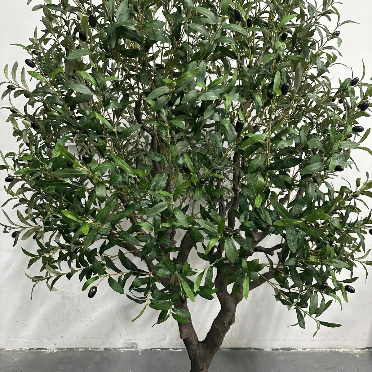 The natural wood branches of the 200cm olive tree, bark grain still visible