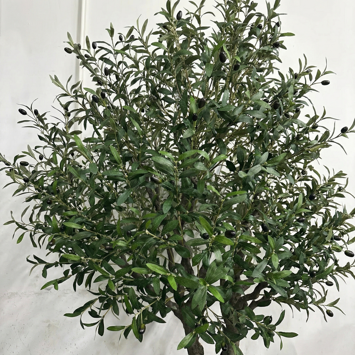 The 6.5ft olive tree used as a floor plant beside a desk in a home office