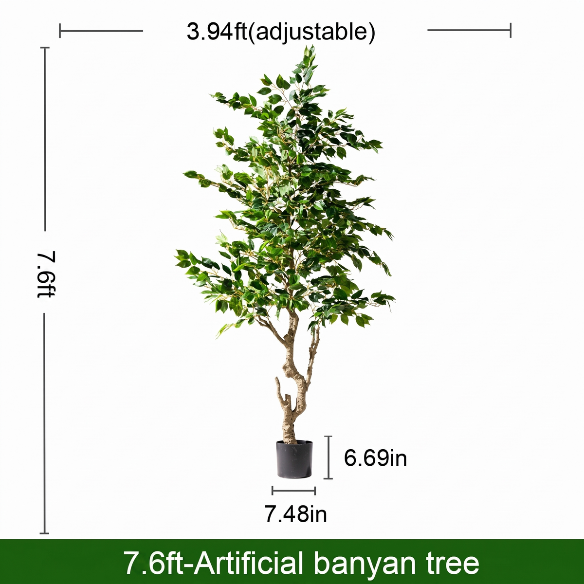 The 6ft banyan used as a centrepiece plant in an indoor living space