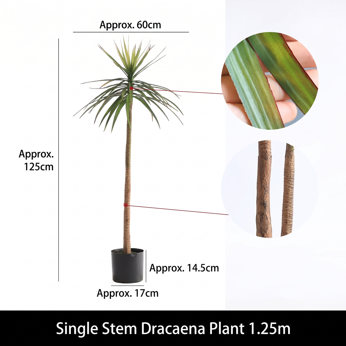 Leaf tips of the dracaena curving outward, soft enough to bend in the hand