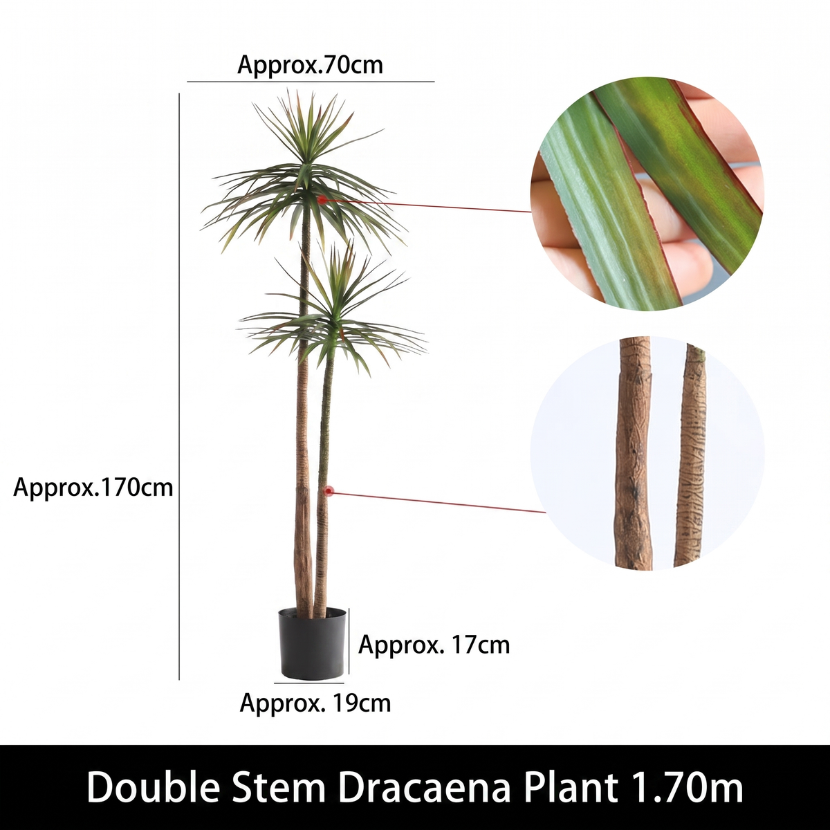 Base of the dracaena tree where the multiple stems rise from the potting surface