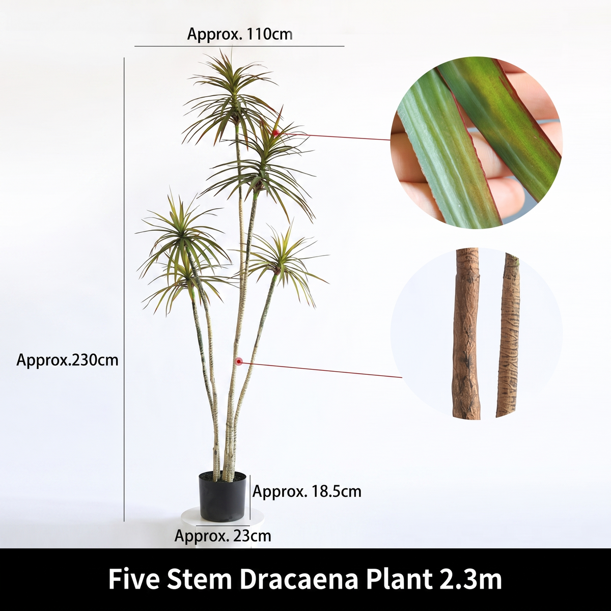 The dracaena tree used in a restaurant interior to help divide the dining area