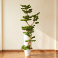 Artificial cedar pine bonsai 220cm tall, with sculpted branch tiers and green needles
