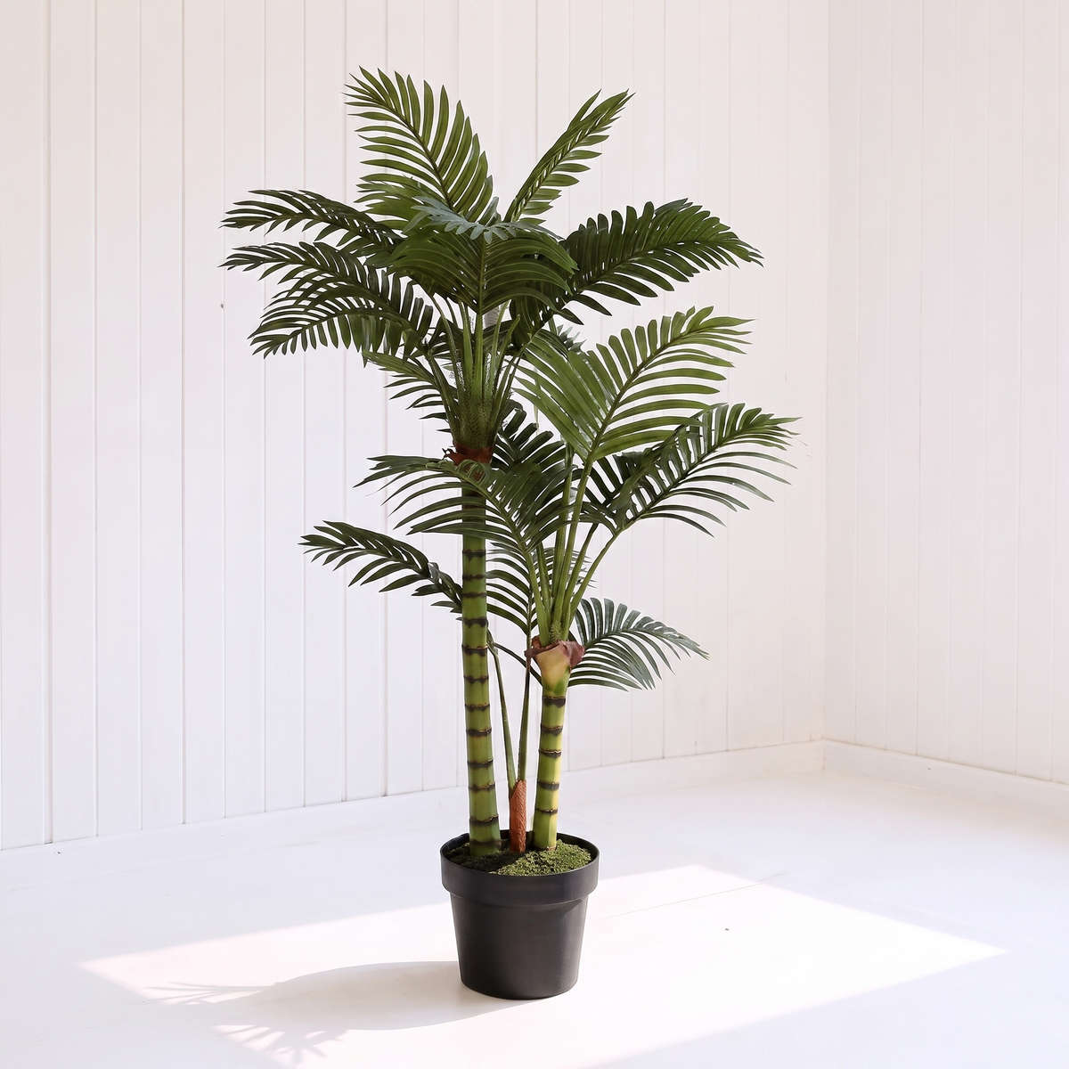 The 5.5ft areca palm placed beside a sofa in a pale Nordic-style living room