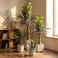 Artificial staghorn fern potted plant in a reading nook