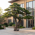 5 m artificial pine specimen tree in a hotel courtyard