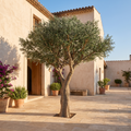 Large artificial olive tree in a Mediterranean courtyard