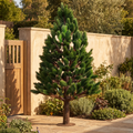 Artificial pine tree on a garden terrace