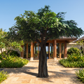 Artificial banyan ficus tree in an outdoor resort garden