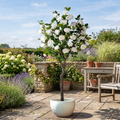 Artificial rose tree on an outdoor garden patio
