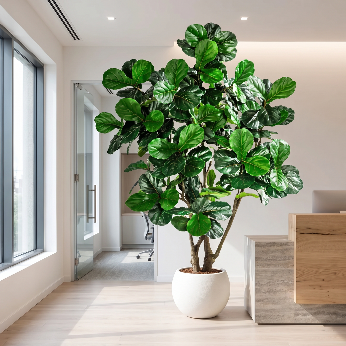 Artificial fiddle leaf fig tree in an office reception