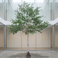 Artificial silver birch tree in a gallery atrium