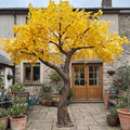 Artificial Ginkgo Tree Natural Wood Trunk Indoor Display