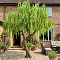 Artificial Weeping Willow Tree 10 FT Indoor Use