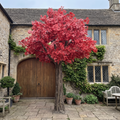 Artificial Maple Tree 17ft Customized Wedding Centerpiece