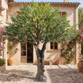 Artificial Olive Tree 3.5m Indoor Outdoor Use