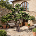 Artificial Pine Tree 3.5m Lifelike Indoor Display
