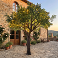Artificial Olive Tree 4m LED Lights Indoor Use