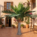 Artificial Canary Island Date Palm Tree 3.6m Outdoor Use