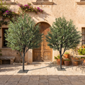 Artificial Olive Tree Indoor Outdoor with Real Wood Trunk