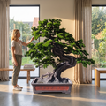 Artificial Bonsai Pine Tree 170 CM Tall