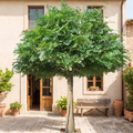 Large Artificial Ficus Tree with Fiberglass Trunk Decor