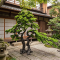 Artificial Podocarpus Pine Tree for Indoor Decoration