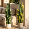Pair of artificial snake plants with upright variegated leaves