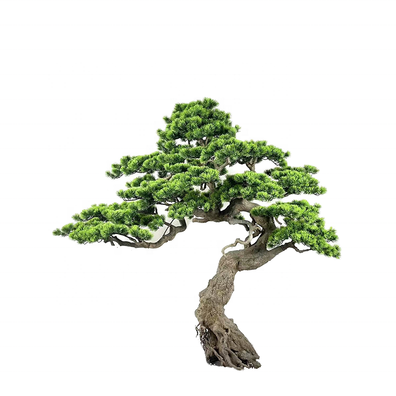 The black pine in profile, its branches stepping well out to one side