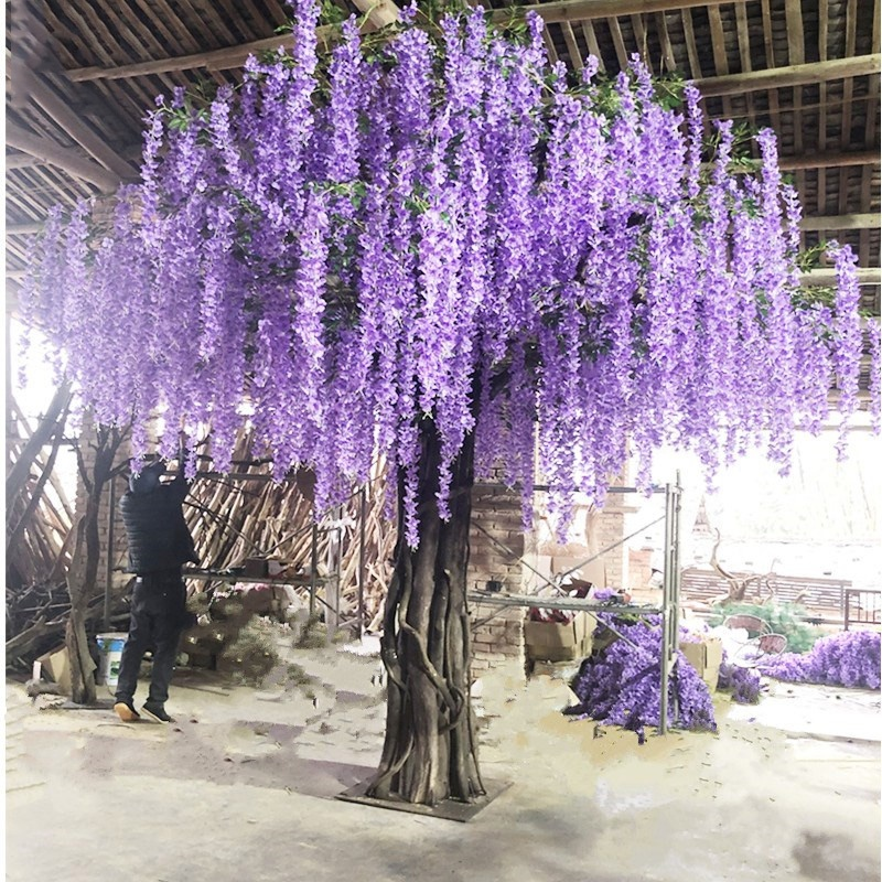Large silk wisteria tree with its flowering racemes hanging from a wide canopy
