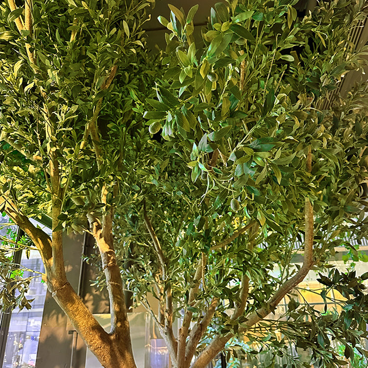 The olive tree used in an office beside a desk and glazed partition