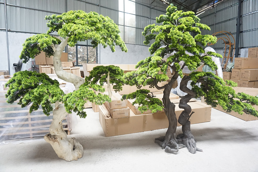 The podocarpus pine used indoors as a decorative plant in a corner