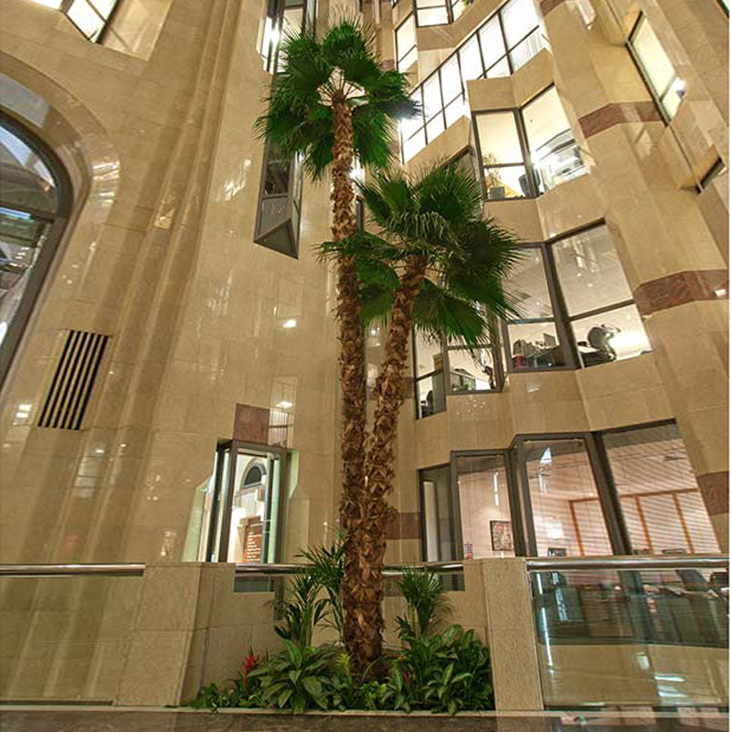 The palm crown seen from below with fronds radiating against the sky