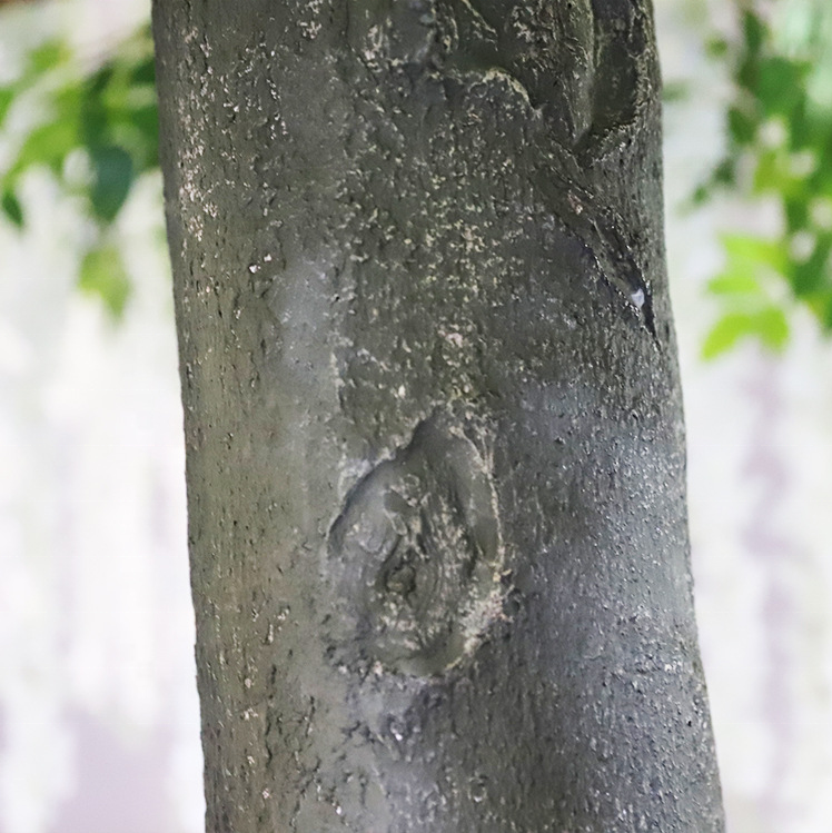 Base of the large silk wisteria tree where the trunk meets its planter