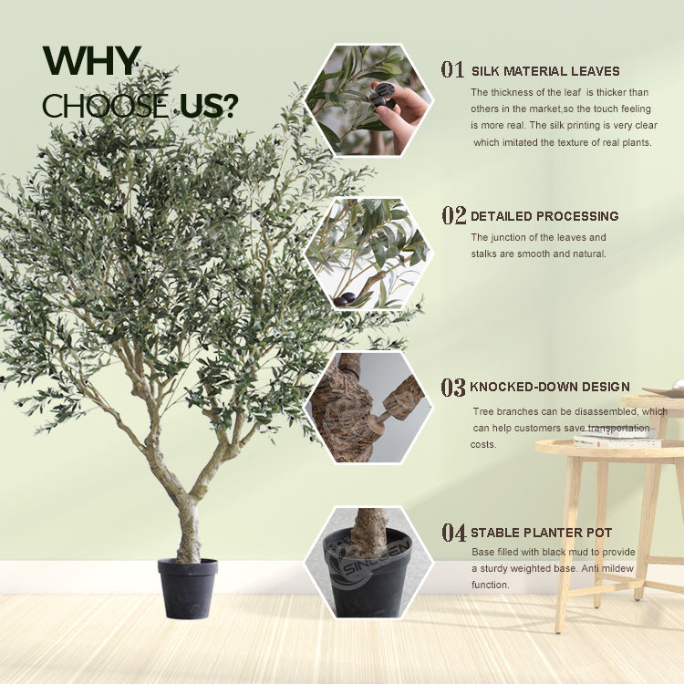 The olive bonsai seen from above, foliage spreading out over the pot