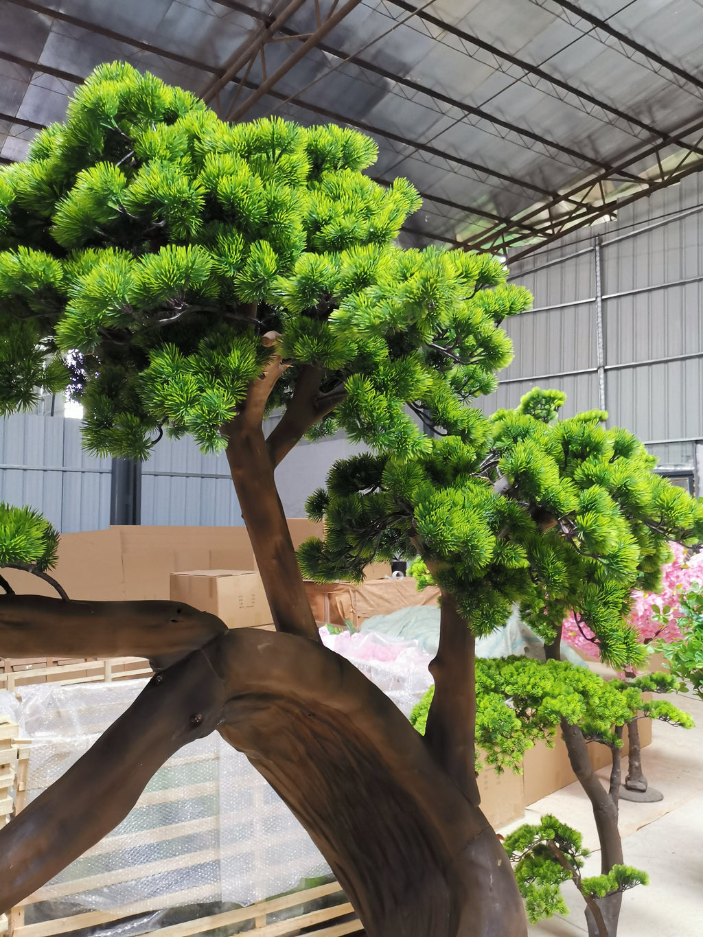Branch tiers of the podocarpus opening out in layers from the trunk