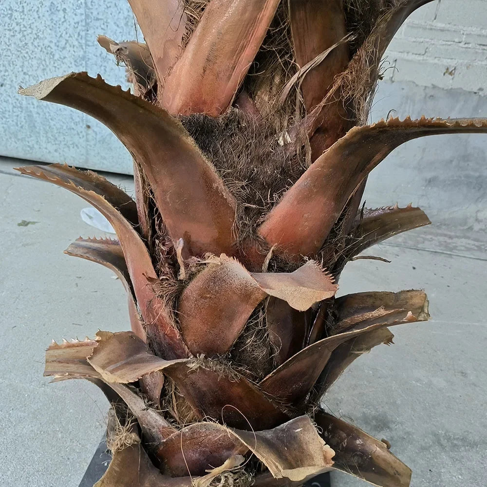 The ringed trunk of the 8ft coconut palm, textured like real palm bark