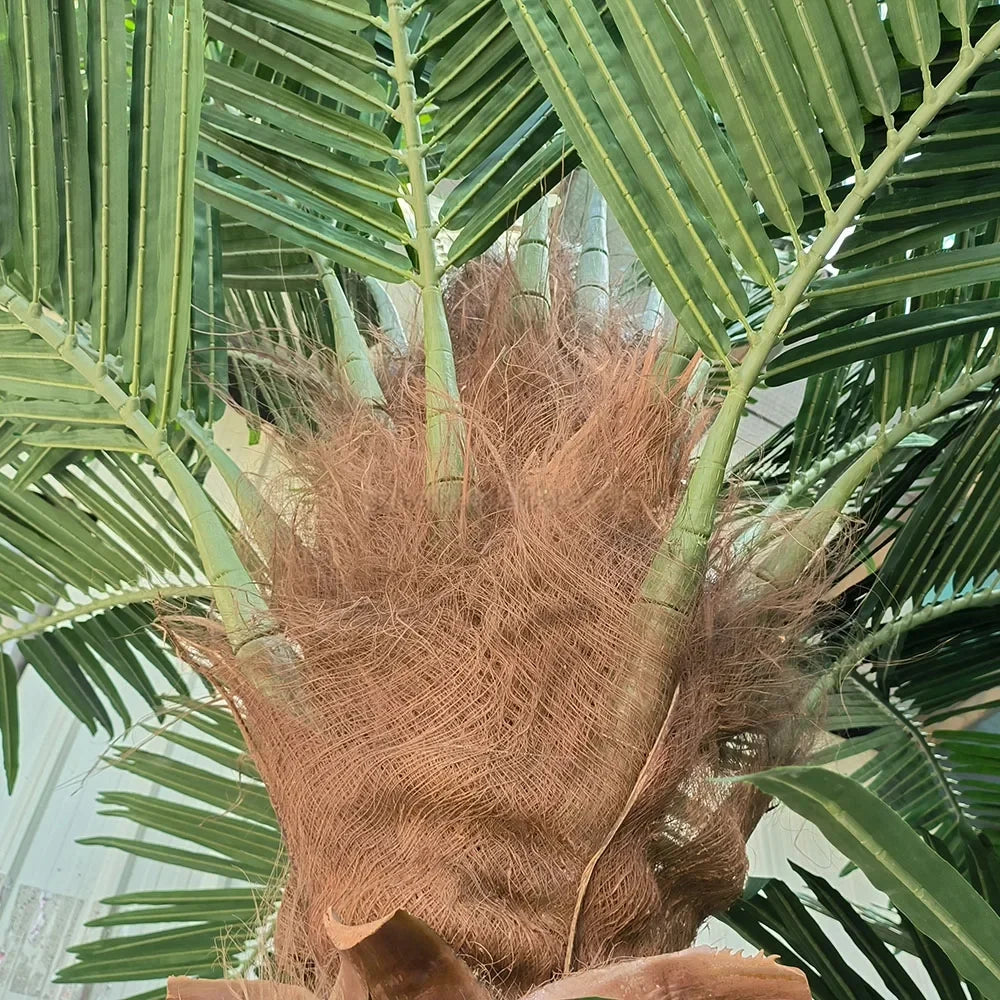 The 8ft coconut palm used indoors as a tropical feature in a corner